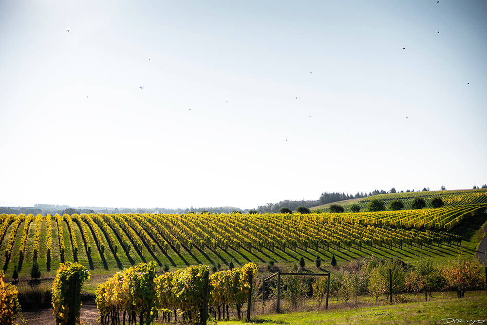 Photos with Communique Wines in McMinville, Oregon, in the Fall of 2020.